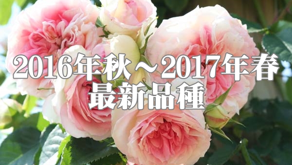 バラ苗 16 17最新品種 バラとハーブの専門ショップ 大神 おおが ファーム